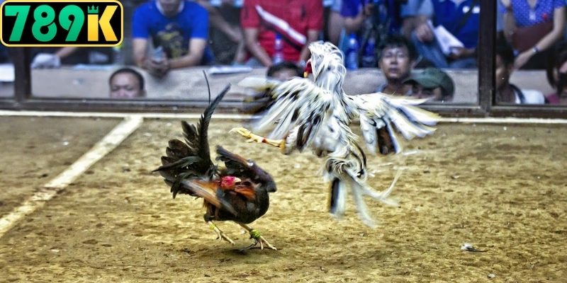 Mẹo chơi đá gà tại 789K