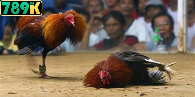 Khám phá Đá Gà Cựa Dao là gì qua giống Asil chuẩn