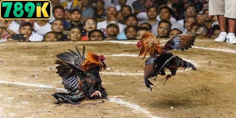 Giống gà tre nức tiếng bởi tốc độ di chuyển siêu nhanh