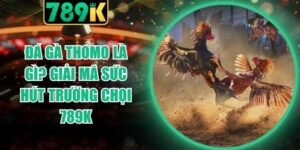 Đá Gà Thomo Là Gì