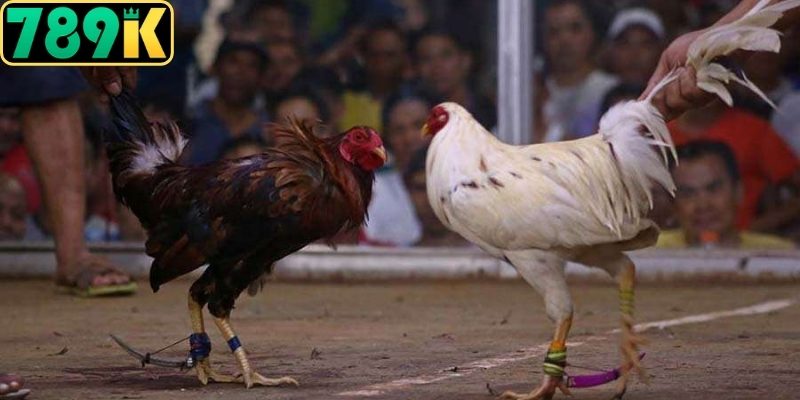 Khám phá nguồn gốc sới chọi chuyên nghiệp Campuchia