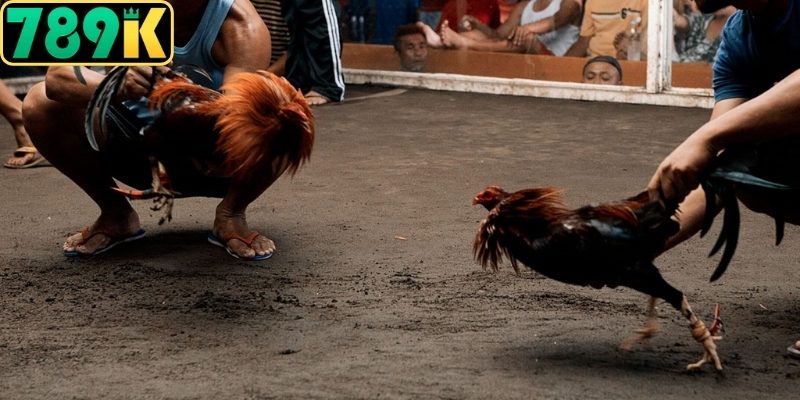 Tìm hiểu quy định luật lệ cơ bản trước khi tham gia